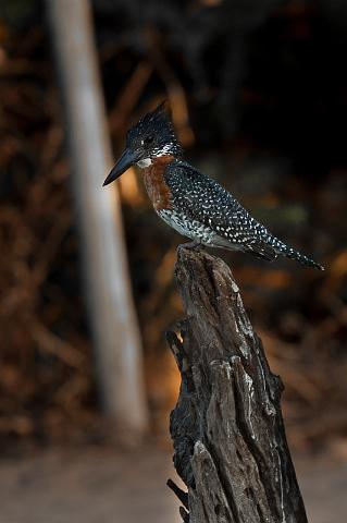 037 Chobe NP, reuzenijsvogel.jpg